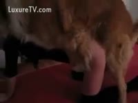 Bending to receive her cum-hole fucked by her dog